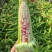 精品花糯玉米