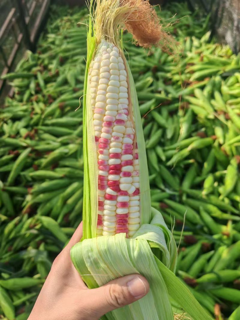 精品花糯玉米