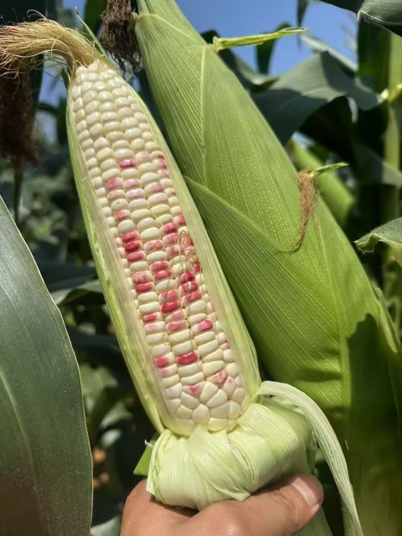 精品花糯玉米