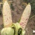 精品花糯玉米
