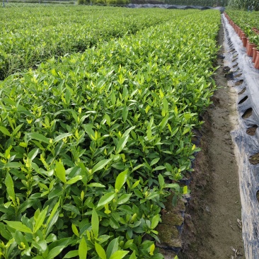 四川栀子花种植基地，多花二栀子花大量批发，视频看货