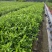 四川栀子花种植基地，多花二栀子花大量批发，视频看货