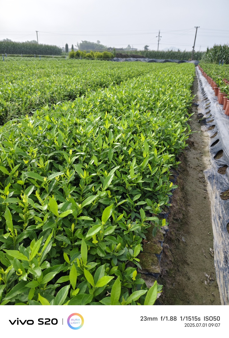 四川栀子花种植基地，多花二栀子花大量批发，视频看货