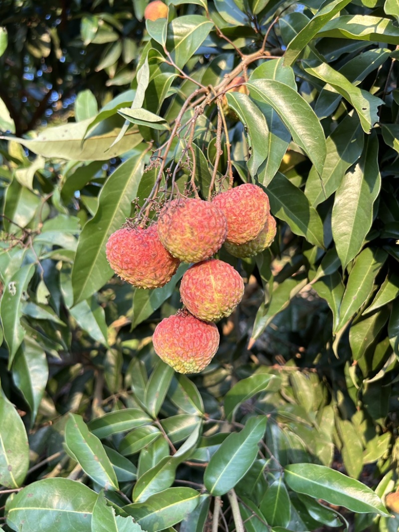 广西糯米糍可烘干可做鲜果大量货源