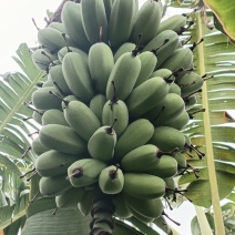 广东省湛江市徐闻县网红苹果蕉香蕉粉蕉