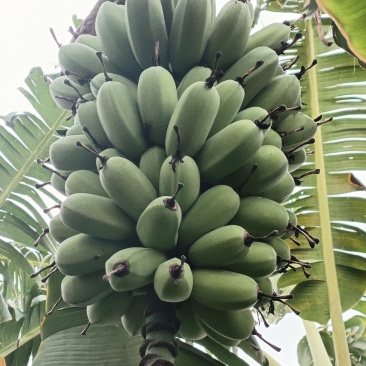 广东省湛江市徐闻县网红苹果蕉香蕉粉蕉