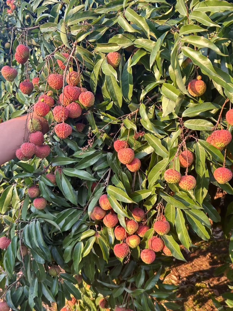 广西糯米糍可烘干可做鲜果大量货源