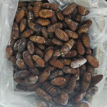 大黄蛹