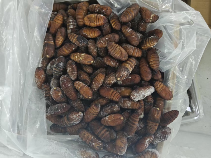 大黄蛹