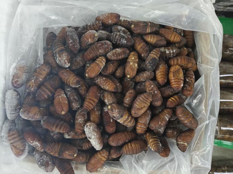 大黄蛹