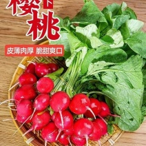 包邮）云南新鲜樱桃萝卜迷你小萝卜水果萝卜甜脆水果型清洗