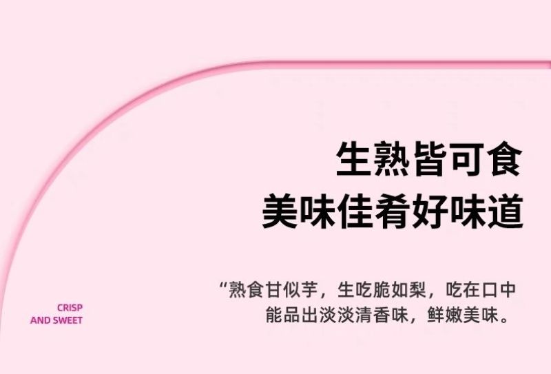 包邮）云南新鲜樱桃萝卜迷你小萝卜水果萝卜甜脆水果型清洗