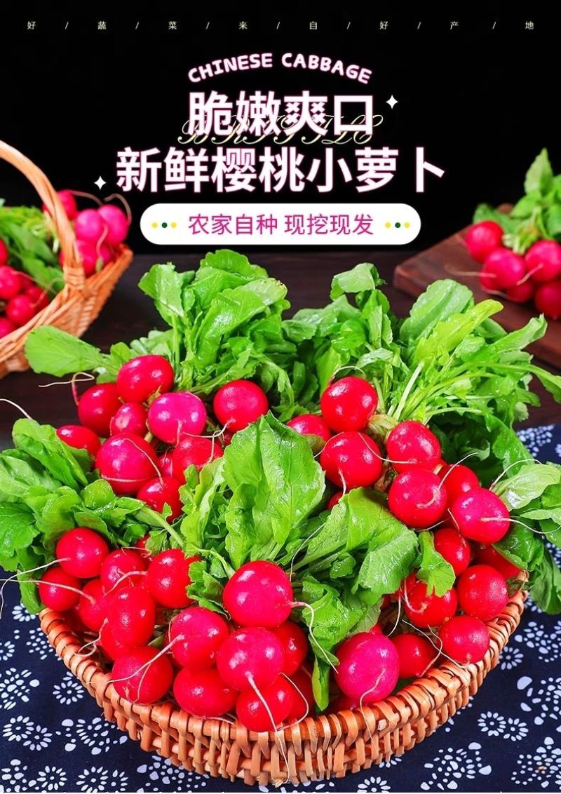 包邮）云南新鲜樱桃萝卜迷你小萝卜水果萝卜甜脆水果型清洗