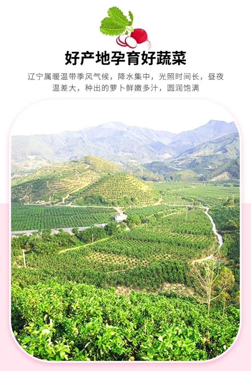 包邮）云南新鲜樱桃萝卜迷你小萝卜水果萝卜甜脆水果型清洗