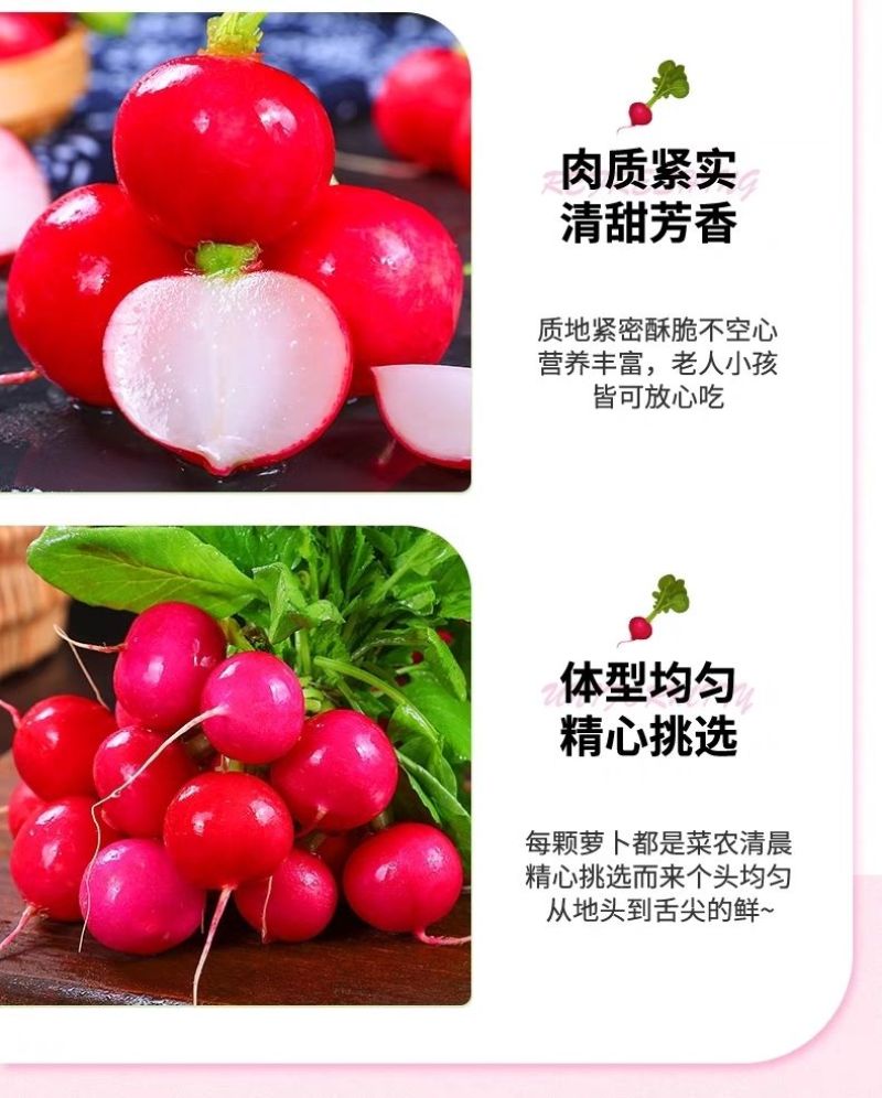 包邮）云南新鲜樱桃萝卜迷你小萝卜水果萝卜甜脆水果型清洗