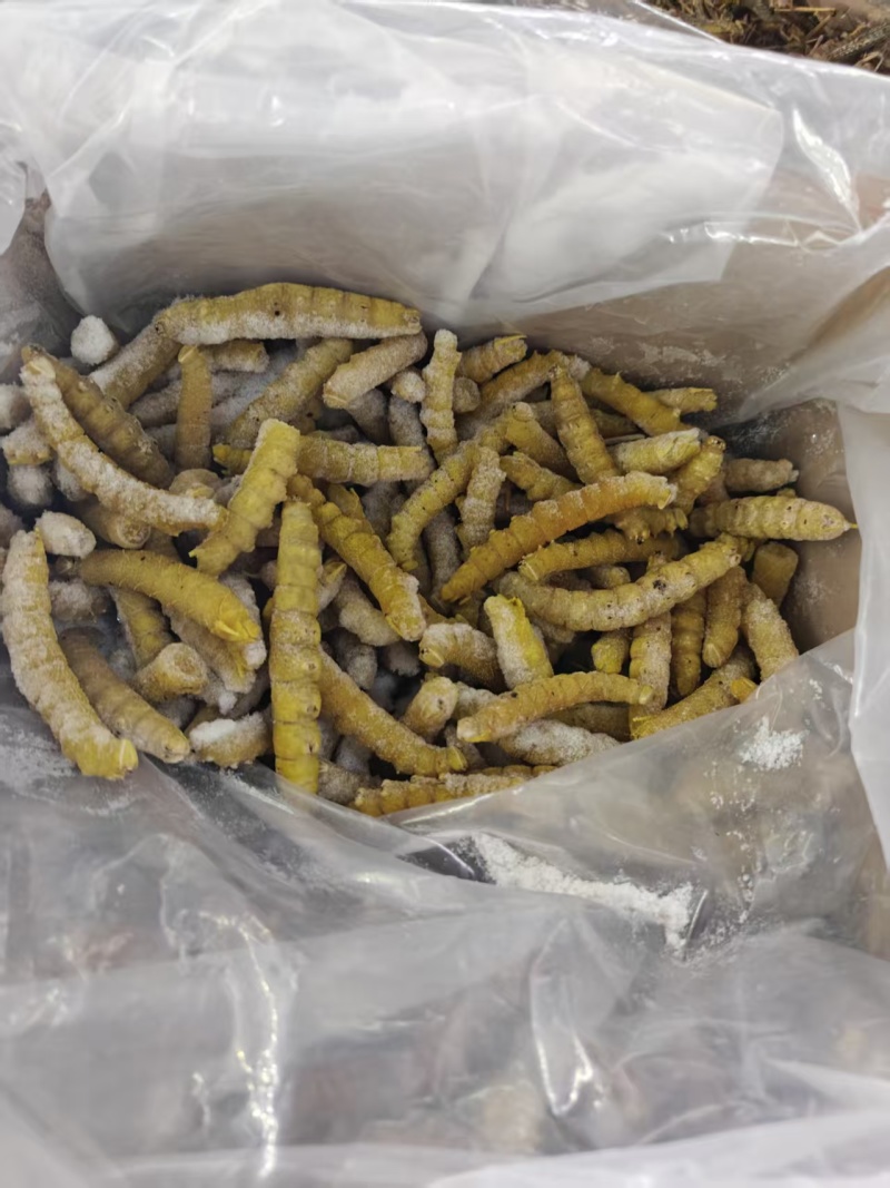 豆虫一箱8斤230元
