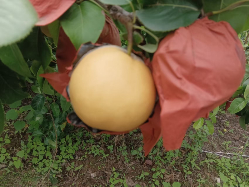 圆黄梨