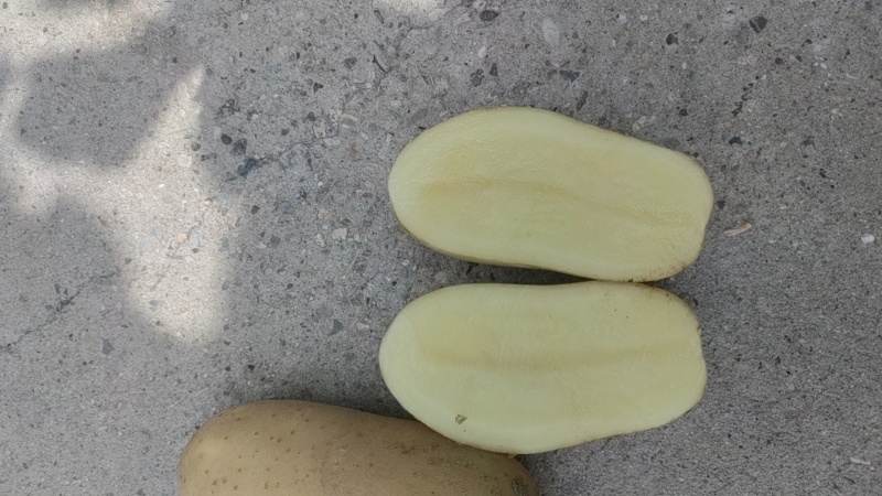 黄心黄皮土豆，沃土，实验一，希森，v7，荷兰系列