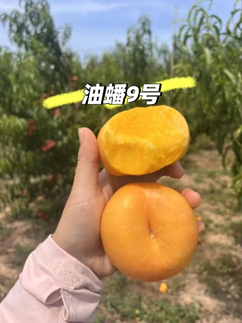 【热卖中】河北蟠九油蟠桃大量现货可稳定供应市场批发团购