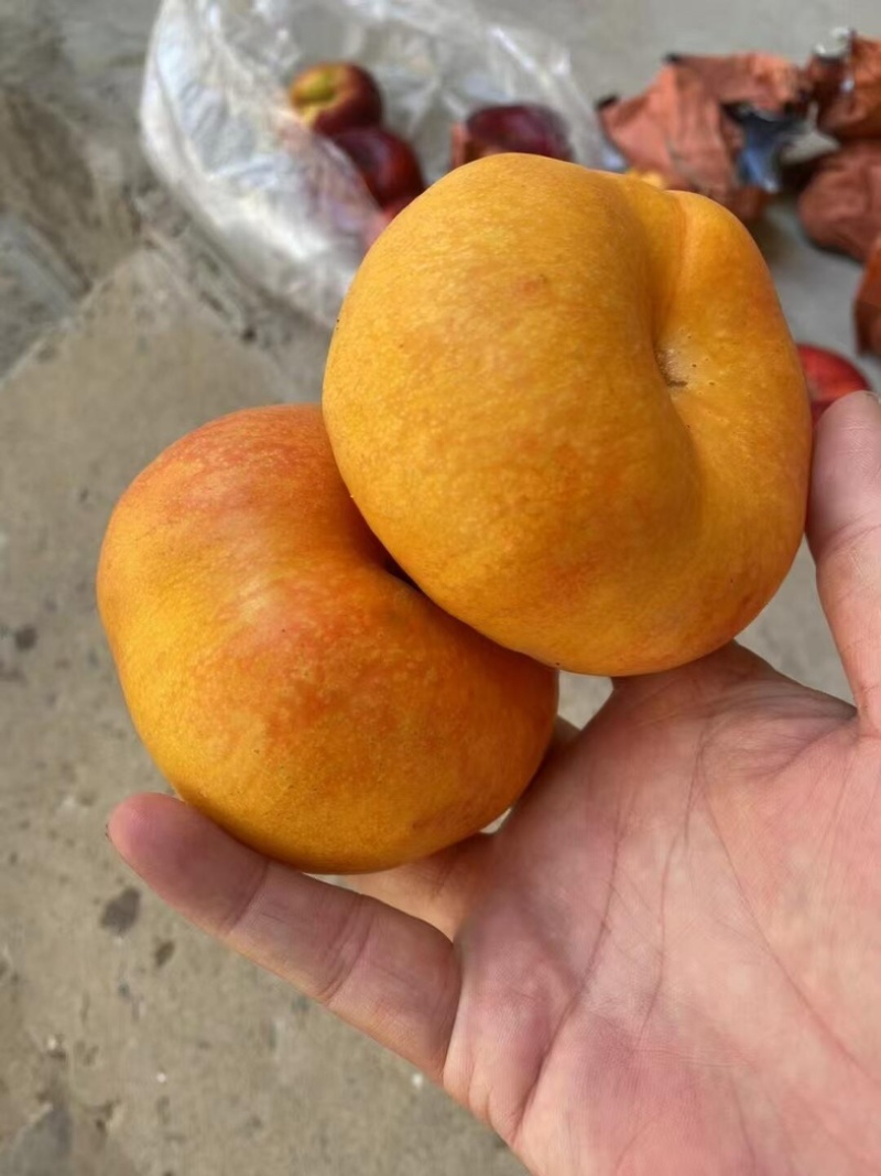 【热卖中】河北蟠九油蟠桃大量现货可稳定供应市场批发团购