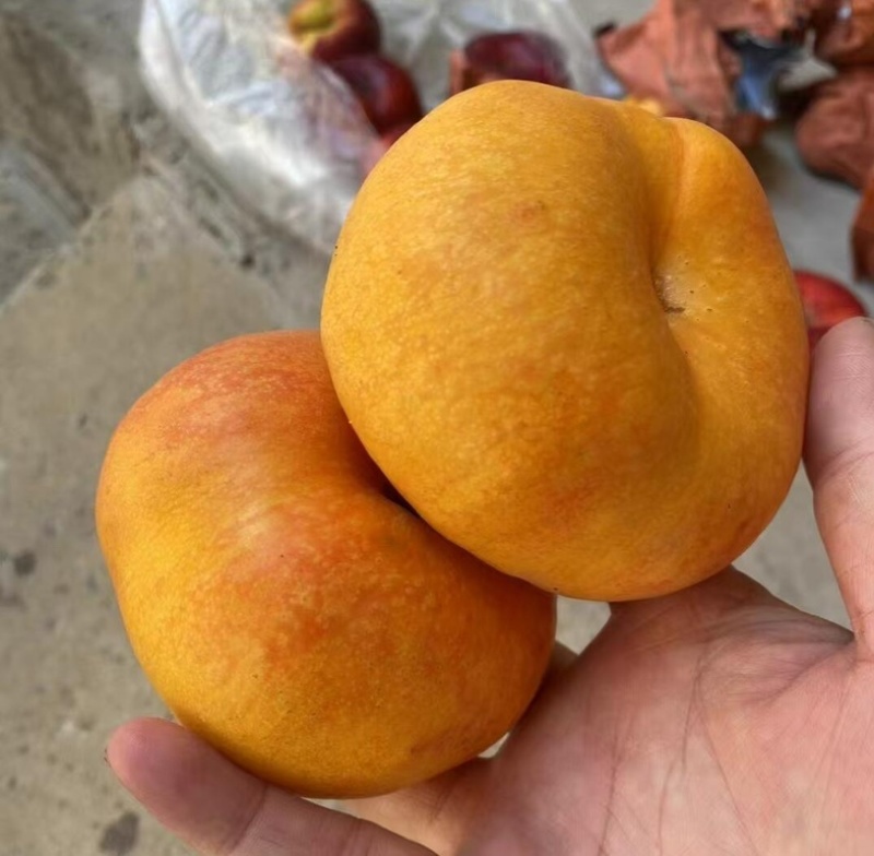 【热卖中】河北蟠九油蟠桃大量现货可稳定供应市场批发团购