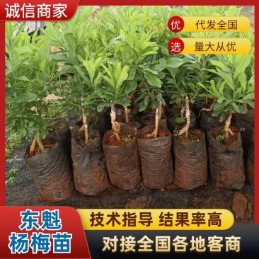 云南杨梅苗东魁杨梅苗苗木基地直发零售批发欢迎看货