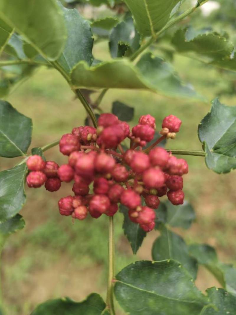 自产自销新品无籽大红袍花椒，油椒一手货源批发批发，零售。