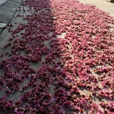 紫锥菊花朵和根