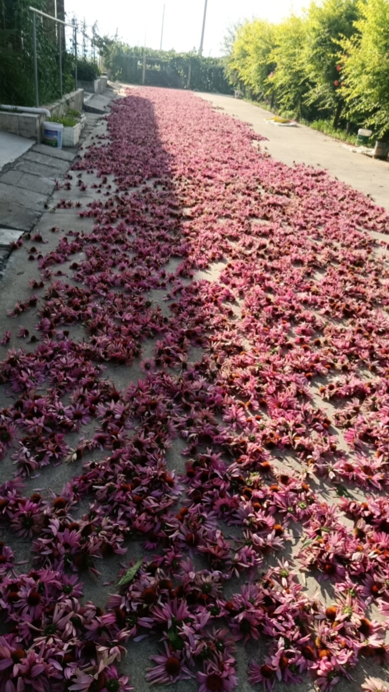 紫锥菊花朵和根
