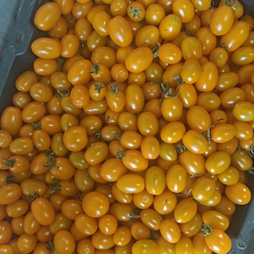 小番茄圣女果