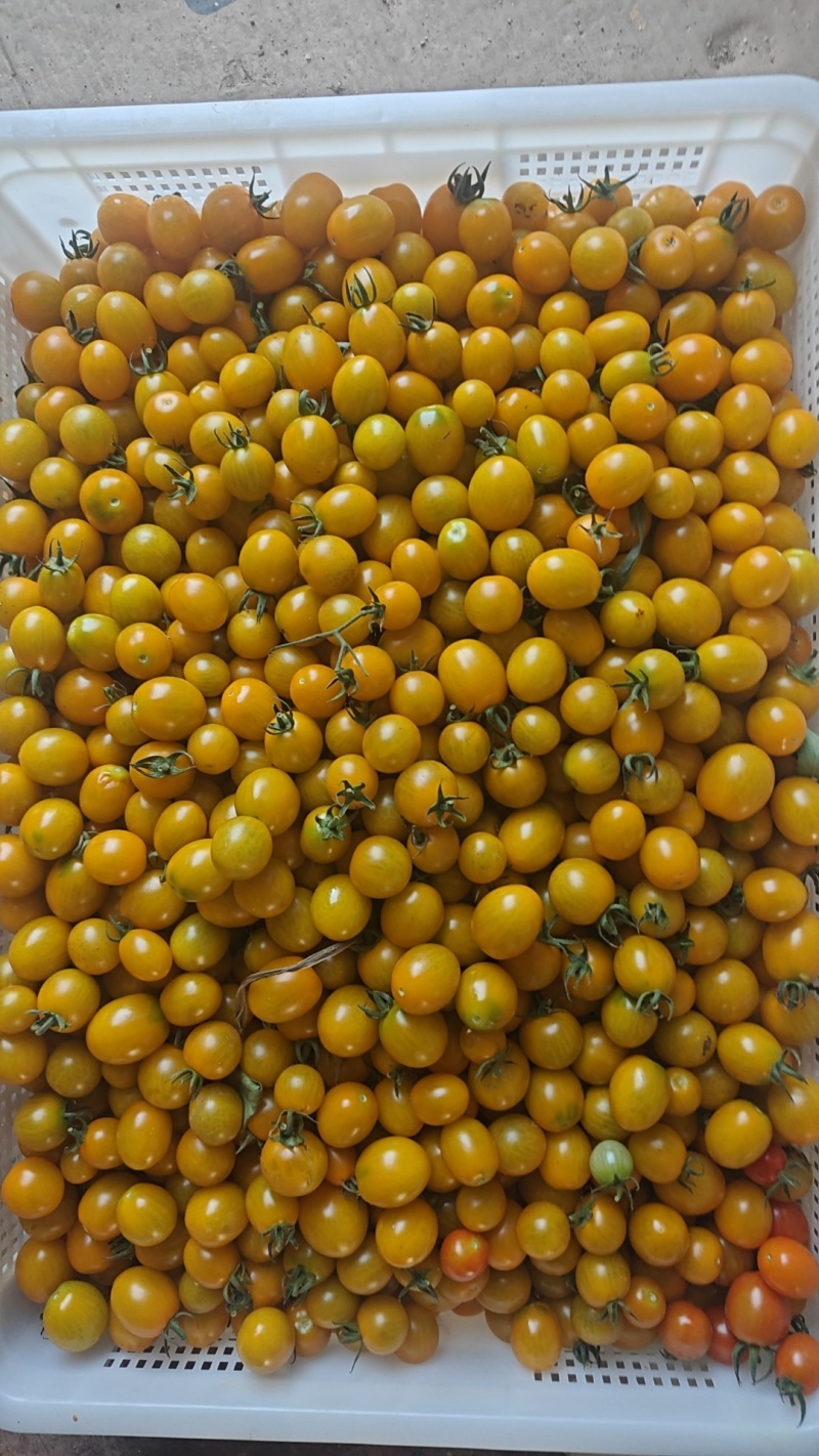 小番茄圣女果