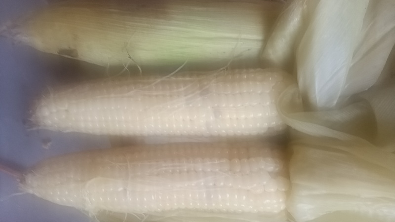 莱西粘玉米