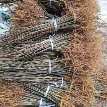 厚皮黄柏树川黄柏树苗