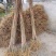厚皮黄柏树川黄柏树苗