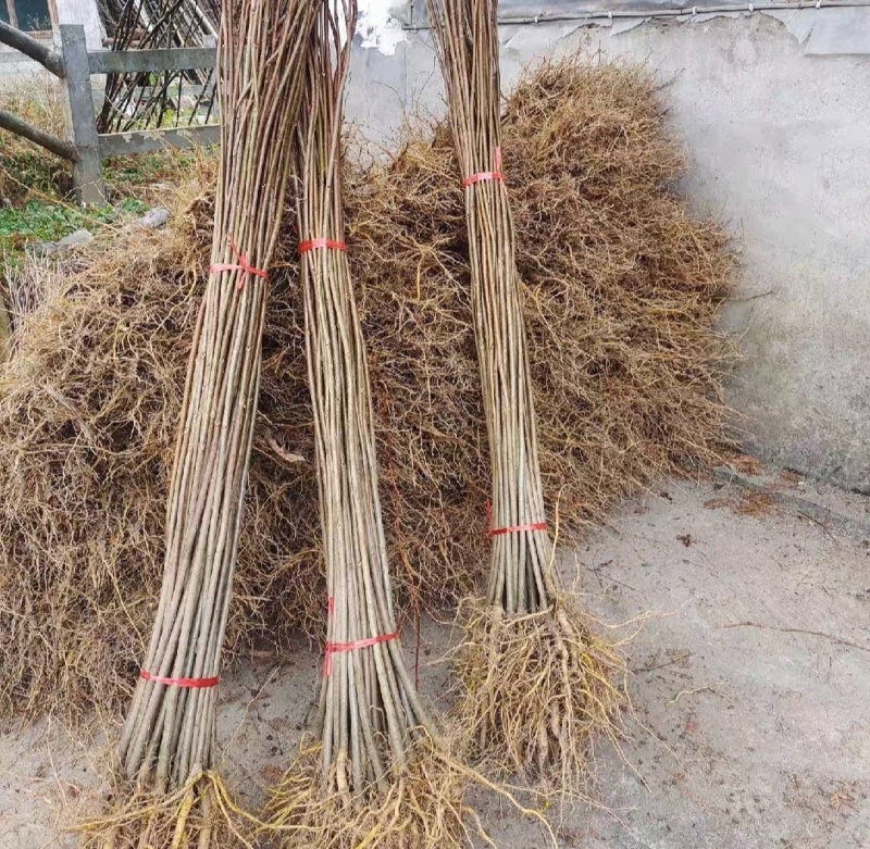 厚皮黄柏树川黄柏树苗