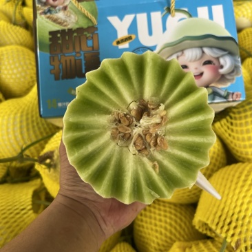 聊城玉菇甜瓜基地直供质量保证一手货源对接商超市场