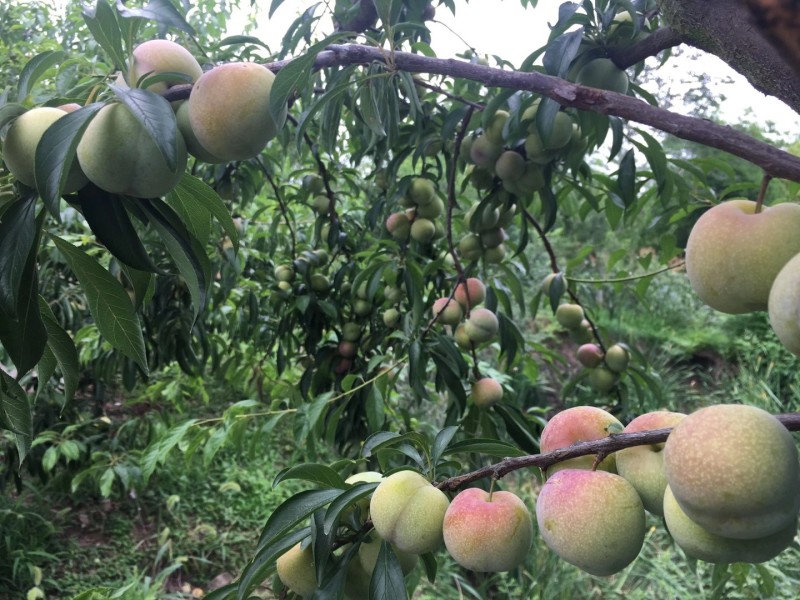 半边红，茵红李子，半边红李子四川口感纯甜无任何酸涩味