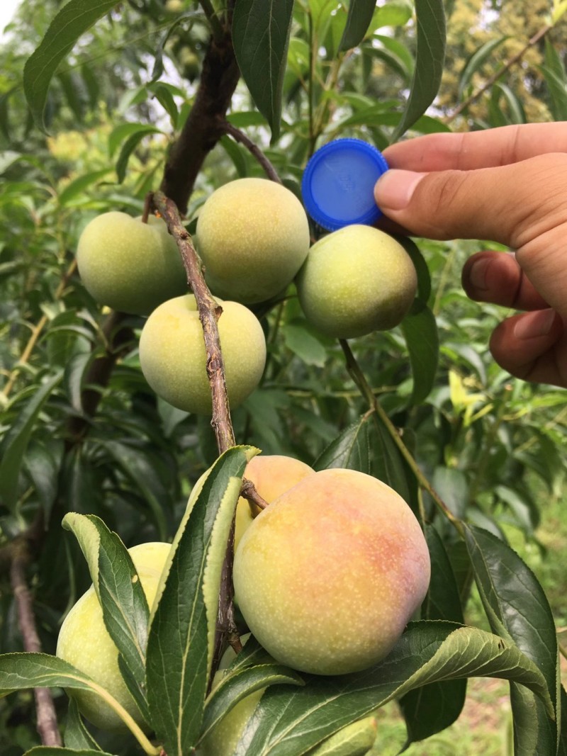 半边红，茵红李子，半边红李子四川口感纯甜无任何酸涩味