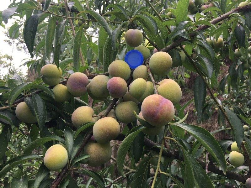半边红，茵红李子，半边红李子四川口感纯甜无任何酸涩味