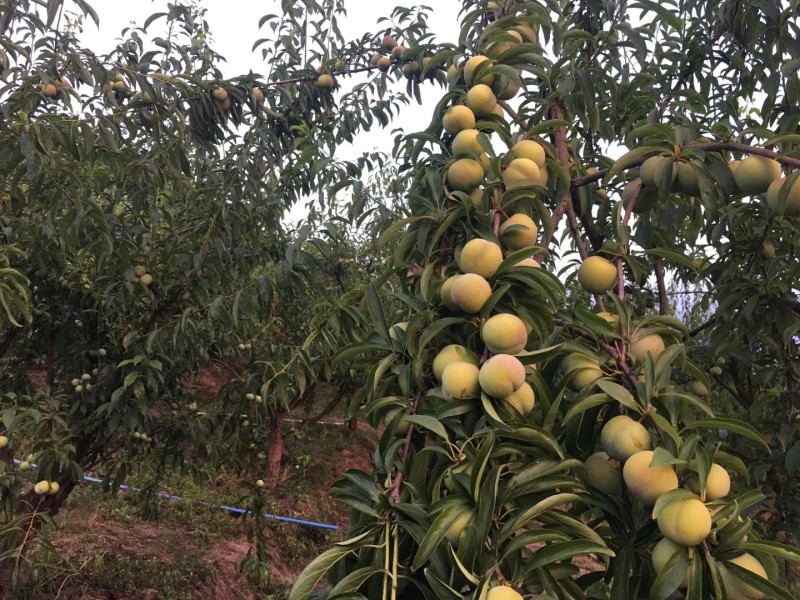 半边红，茵红李子，半边红李子四川口感纯甜无任何酸涩味