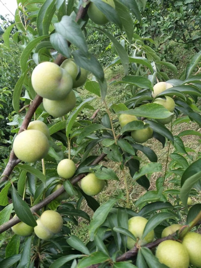 半边红，茵红李子，半边红李子四川口感纯甜无任何酸涩味