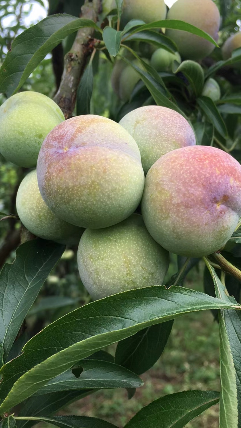 半边红，茵红李子，半边红李子四川口感纯甜无任何酸涩味