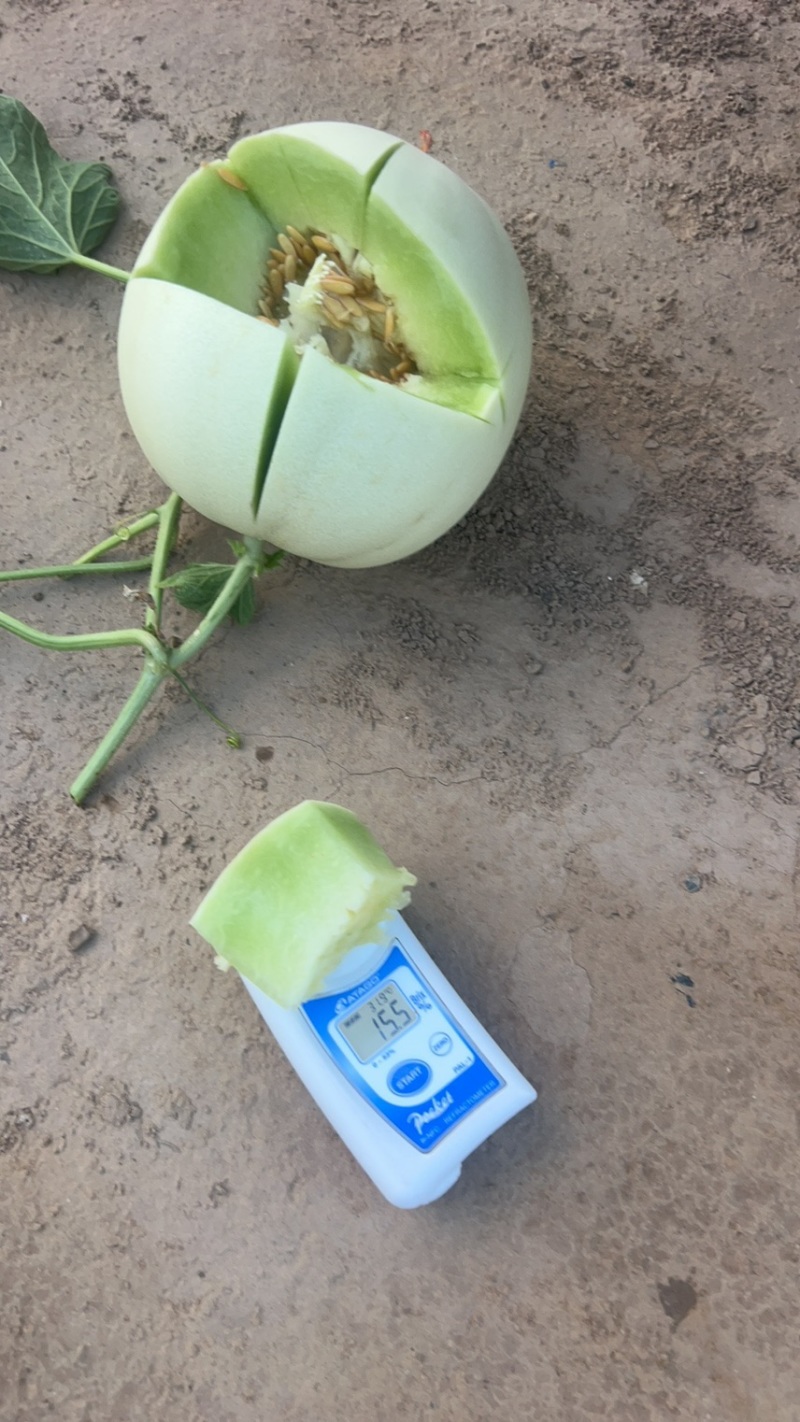 聊城玉菇甜瓜基地直供质量保证一手货源对接商超市场