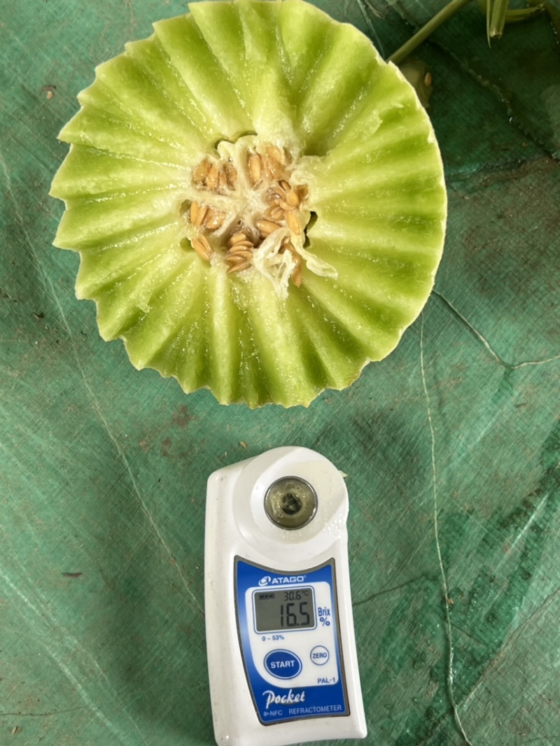 聊城玉菇甜瓜基地直供质量保证一手货源对接商超市场