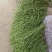 青豇豆