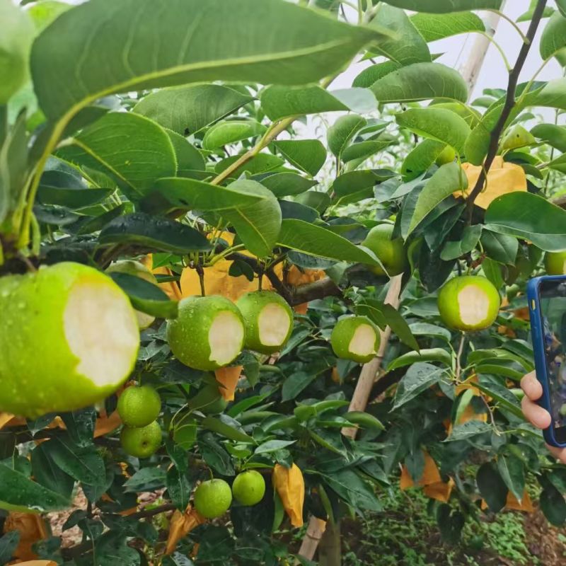 汉水苏翠梨