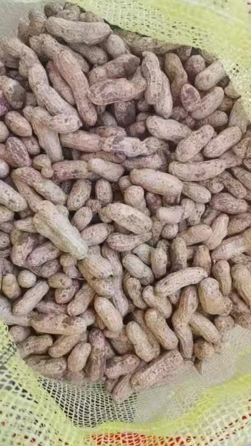四粒红鲜花生，精品带壳花生，手摘果，一手货源