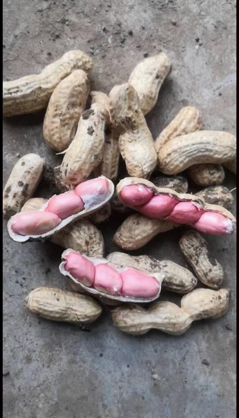 四粒红鲜花生，精品带壳花生，手摘果，一手货源