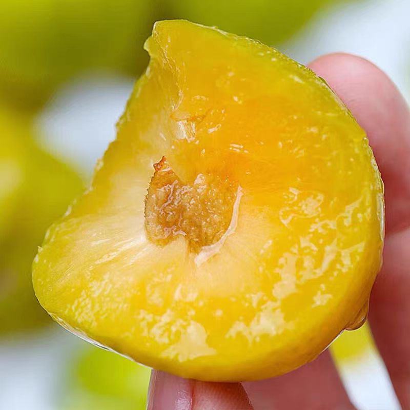 正宗贵州六马蜂糖李