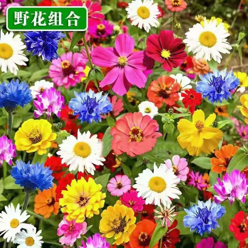 野花组合花种子多年生花籽易活四季室外盆栽宿根景观